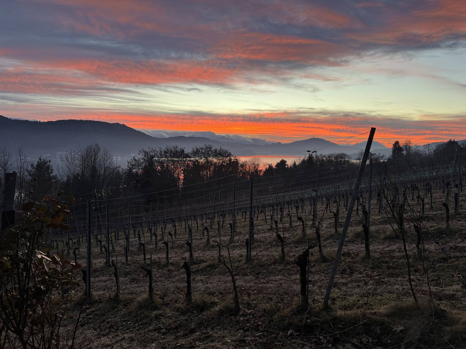 Sonnenaufgang über den Rebzeilen am Wörthersee im Winter